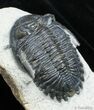 D Hollardops Trilobite - Great Value #2528-5